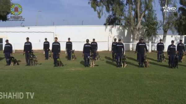 شاهد كيف يتم تدريب كلاب الدرك الملكي لتأمين قمة المناخ بمراكش