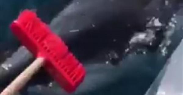 بالفيديو.. ركاب قارب يواجهون قرشا بالمكنسة