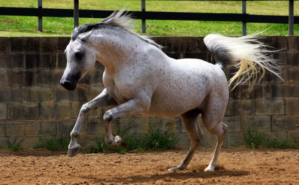"فرس" يتسبب في كسر بليغ لرئيس مجلس جماعي لهذه المدينة واخضاعه لعملية جراحية بمستشفى عمومي
