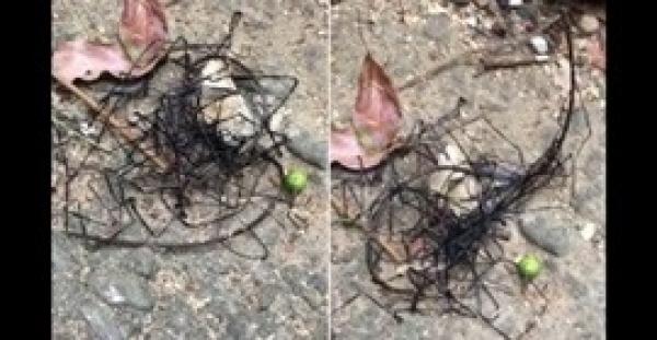 بالفيديو والصور.. العثور على حشرة فضائية في تايوان