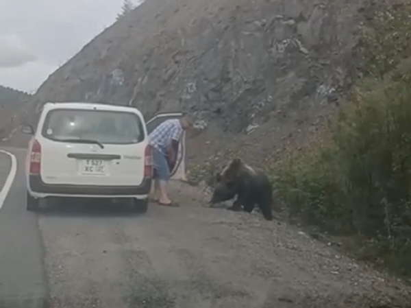 مواطن روسي يطعم دبا عملاقا انتظره عند حافة الطريق(فيديو)