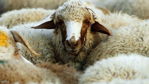 السعودية تعاقب "المسيئين" للماشية بغرامات مالية