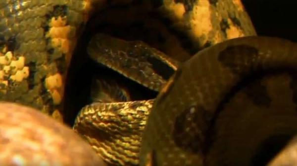 انقلب السحر على الساحر.. أفعى تقتل مربيها بطريقة بشعة!