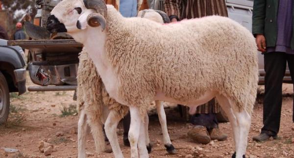 برافو...جماعة تطوان تزف خبرا سارا للتطوانيين قبيل العيد