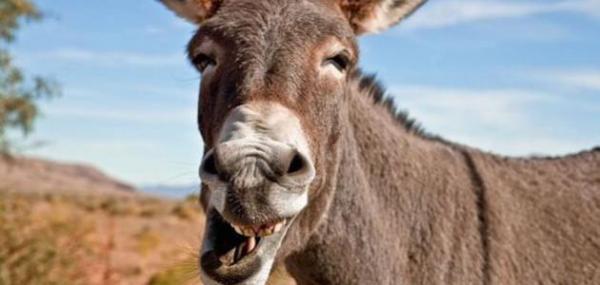 واش ضربك بنادم ولا بغل: نائب وكيل الملك بـ "سطات" يفك لغز قضية "طريفة" كادت أن تنهي بمشتكى به في السجن