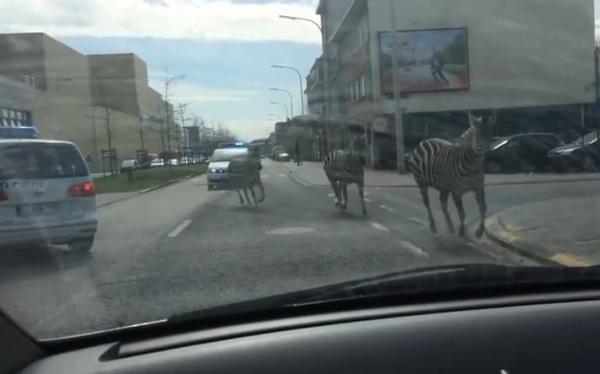 بالفيديو: قطيع من الحمير الوحشية يجتاح شوارع بروكسل