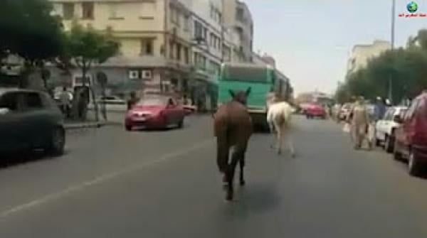دواب طالقينهم مواليهم تيجريو وحدهم وسط الطريق بحي سباتة بالدار البيضاء