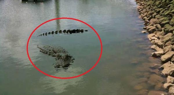 شبان يطاردون تمساح أبي رقراق بعد ظهوره من جديد