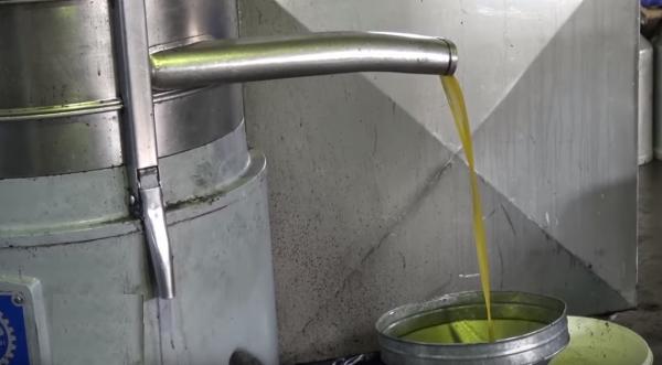 زراعة الزيتون في تونس.. إنتاج وفير يتحول إلى نقمة