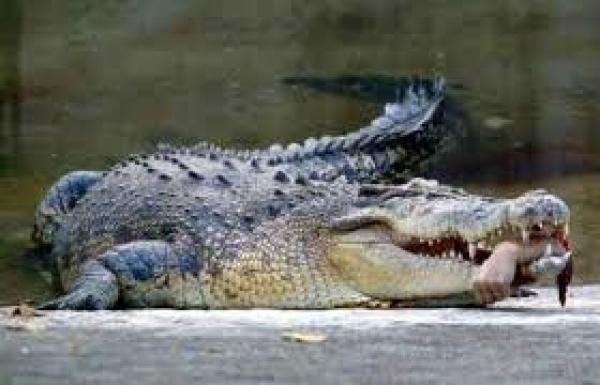 تمساح يقتل امرأة أمام أطفليها‏