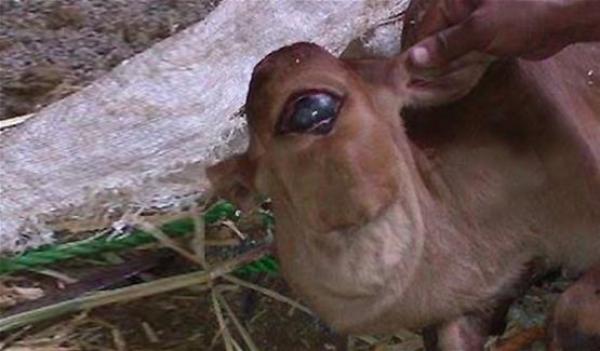 بالصور .. بقرة تلد عجلاً بعين واحدة