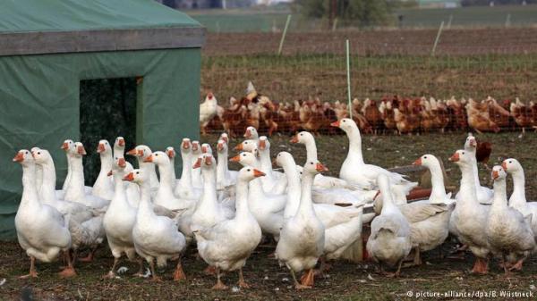 ولايتان ألمانيتان تعدمان 30 ألفا من الديكة الرومية والبط