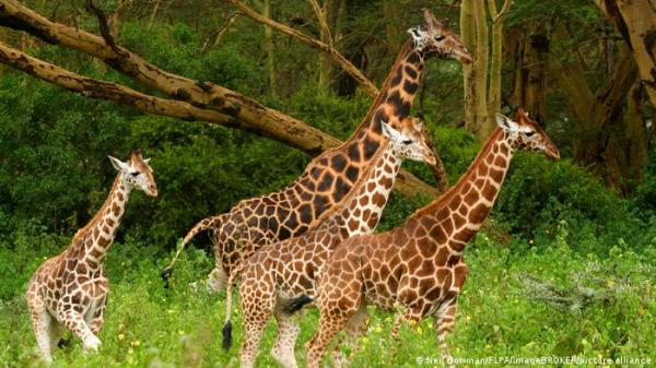 دراسة: هناك أربعة أنواع متميزة من الزرافات وليس نوعًا واحدًا