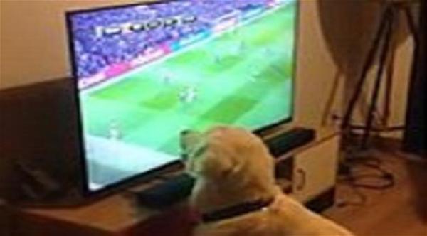 بالفيديو: شاهد كيف تابع هذا الكلب مباراة كرة قدم