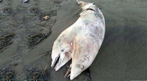 العثور على دولفين برأسين بالسواحل التركية