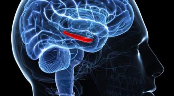 شريحة ذاكرة تعويضية تمكن مرضى الخرف من تشكيل الذكريات