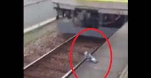 بالفيديو.. حمامة تركب المترو بطريقة مثيرة للإعجاب