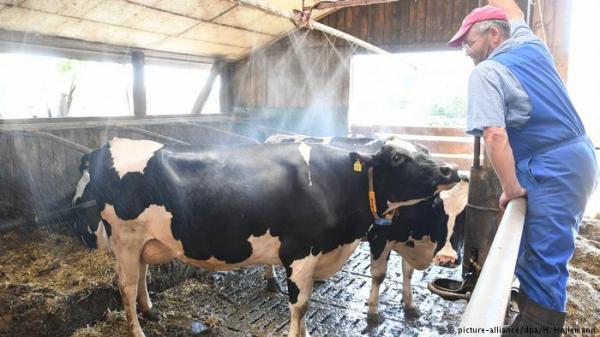 معانقة الأبقار أحدث اتجاهات الراحة النفسية في الولايات المتحدة