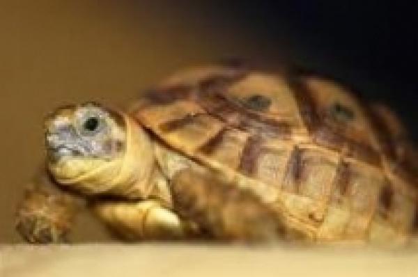 الشرطة البريطانية تعتقل شاباً سرق سلحفاة