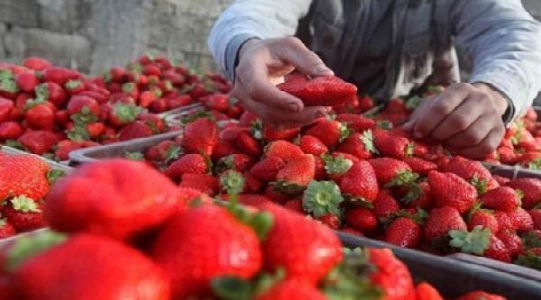 أنباء عن إغلاق معمل الفراولة بعد تحوله إلى بؤرة صناعية لـ"تفريخ" كورونا بالجهة الغربية