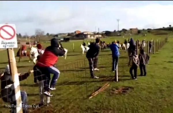 بالفيديو: نجاة رجل وابنه بأعجوبة بعد مهاجمة الثيران لهما