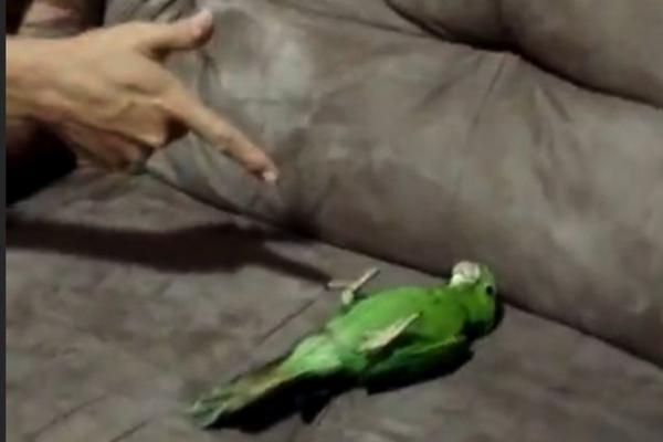 بالفيديو: ببغاء يمتلك موهبة نادرة يمثل دور الميت