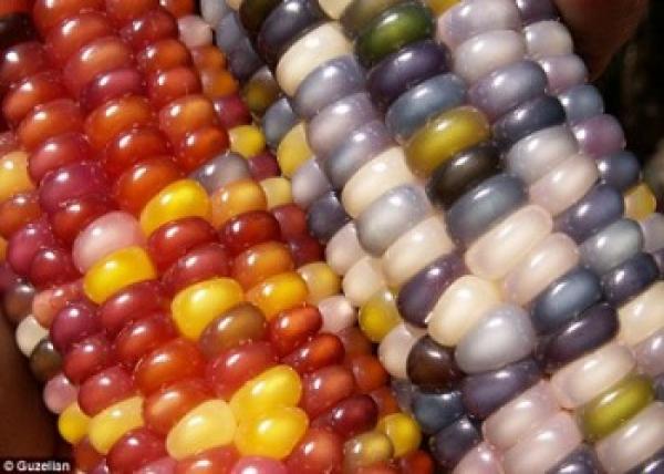 دون تعديلات وراثية .. مزارع أمريكي ينتج سلالات نادرة وملونة من الذرة