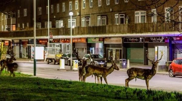 غزلان تجوب شوارع لندن سراً كل ليلة