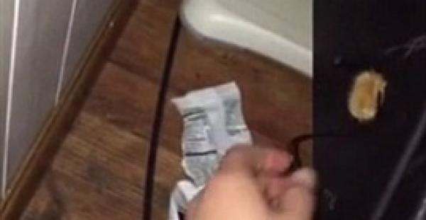 بالفيديو والصور.. قطة تساعد صاحبها في تركيب أسلاك التليفزيون