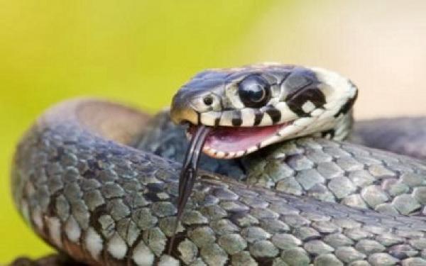 أضرار لدغة الثعبان ؟ و كيف يمكن إسعاف الشخص المصاب ؟