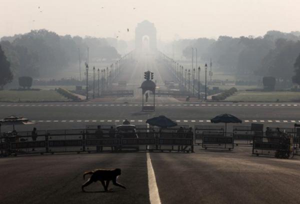 القرود تسرق عينات دم مرضى كورونا في الهند