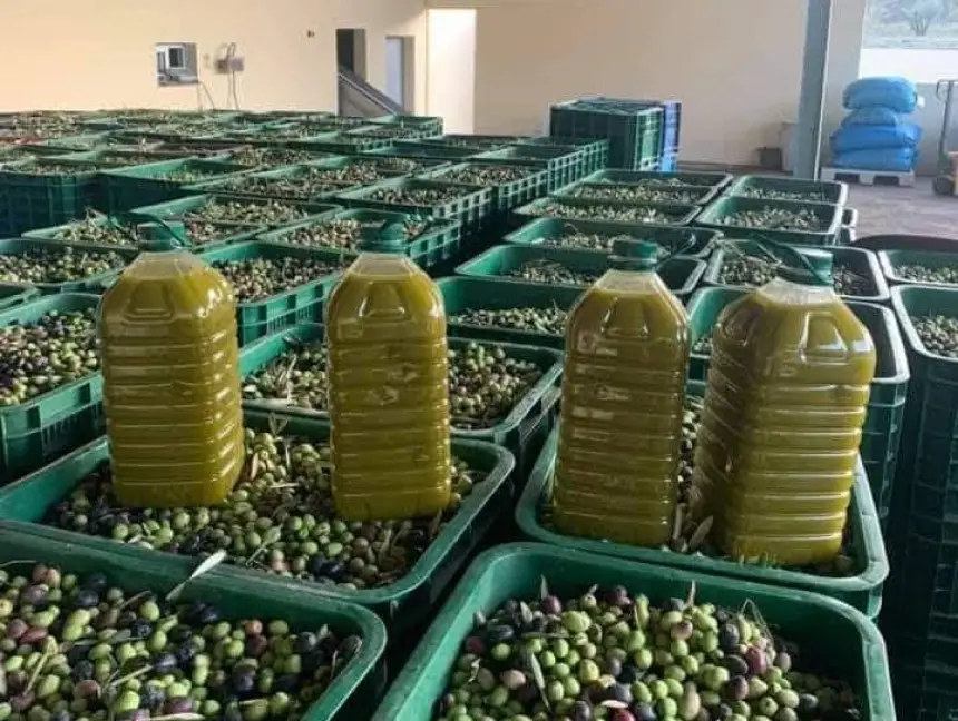 في غياب أي مراقبة.. أرباب معاصر يقرون زيادة جديدة من شأنها رفع سعر زيت الزيتون بنسبة 40٪