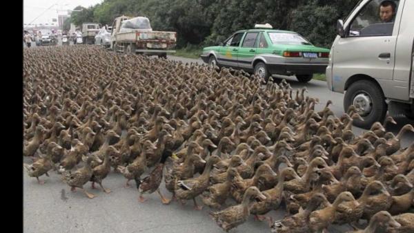 بالفيديو: عشرون ألف بطة تعطل الحركة المرورية في شارع بالصين