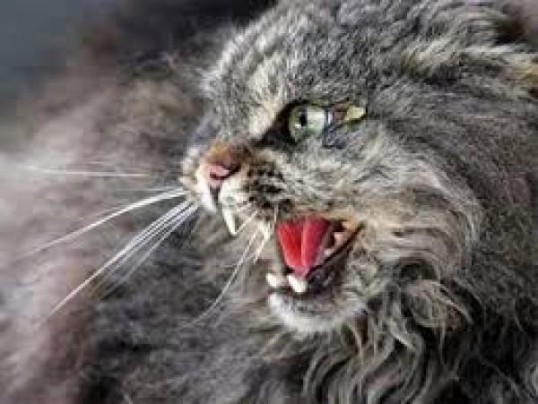 برشيد : شاب يفارق الحياة متأثرا بعضة .....قطة