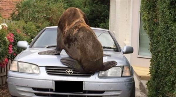 العثور على فقمة فراء تتجول في أحد شوارع أستراليا