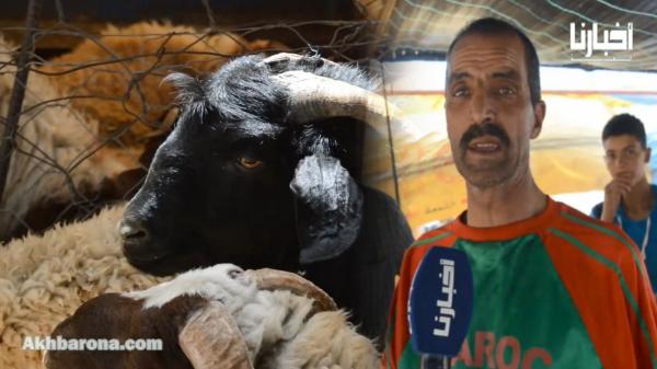 أكبر "جدي" بسوق تطوان ثمنه 2200 درهم ..سلالته بلدية وتمت تربيته نواحي تمحضيت