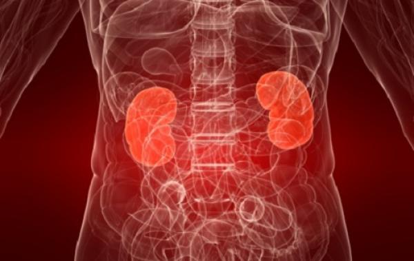 أزيد من نصف مليون مغربي يعانون من مرض الكلى المزمن