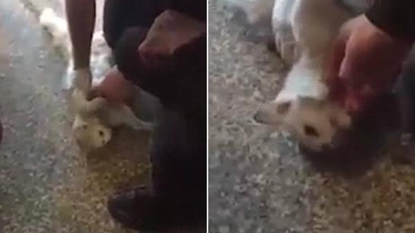 بالفيديو: لحظة إنقاذ قطة أصيبت بنوبة قلبية خارج المستشفى