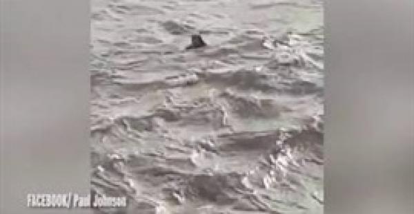 بالفيديو.. رجل متهور يسبح في بحر هائج