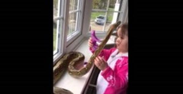 بالفيديو.. طفلة صغيرة تحتضن ثعبانا ضخما دون خوف