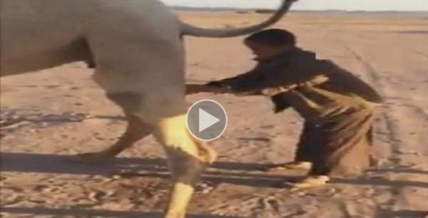 بالفيديو: شخص يغتسل ببول الناقة و السبب....