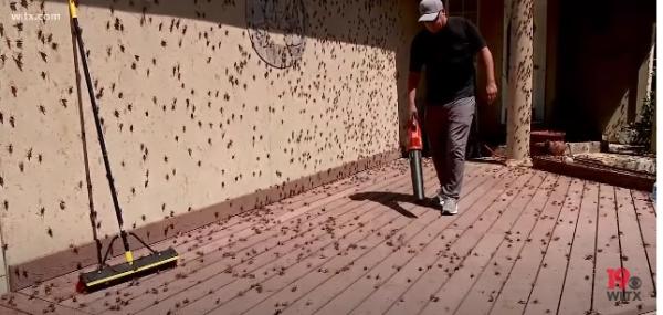 ملايين الصراصير تحتل شوارع ومنازل بلدة أمريكية(فيديو)