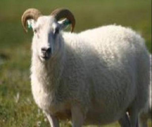 فيديو...فى الصين :زرع قلب معدنى لخروف