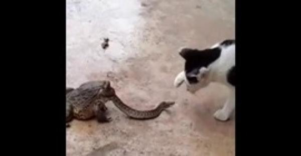 بالفيديو.. ضفدعة تمسك بثعبان وتهاجم قطة