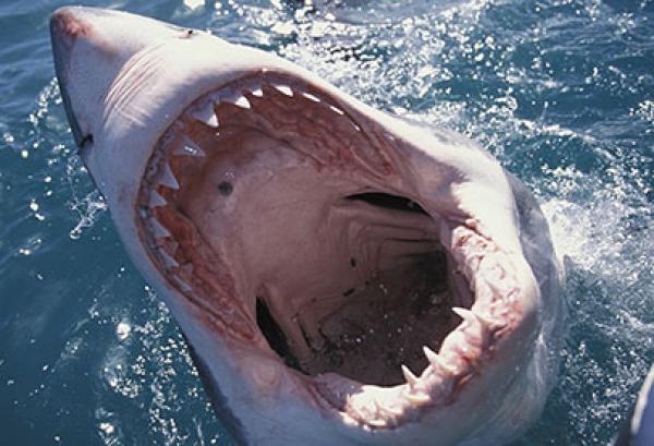 غووغل يواجه تهديدات بانقطاع خدماته نتيجة مهاجمة القروش لكابلات الانترنت البحرية