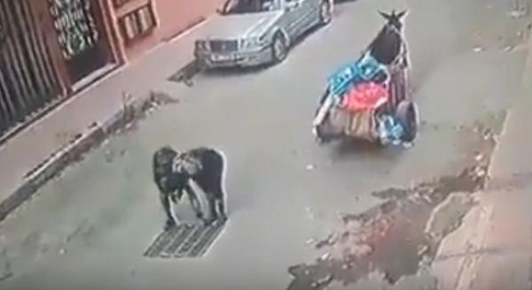 آش بان ليكم فهاد زوج شفارة محاميين على غطاء بالوعة وسط الشارع(فيديو)