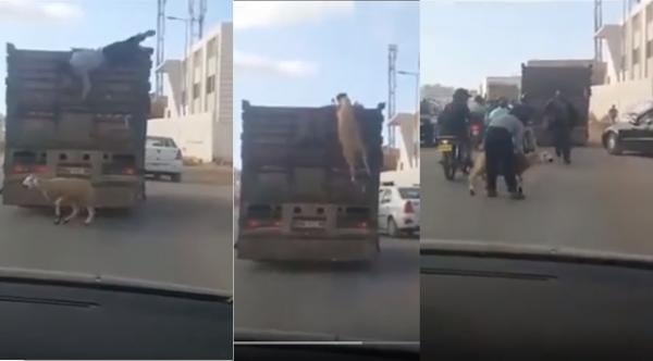 شفار حاول سرقة حولي من الشاحنة ..تسبب في كسره و تظاهر بالمساعدة لكن الكاميرا تفضحه