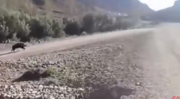 خطير ..هجوم "خنزير بري" على رجل أثناء صلاته
