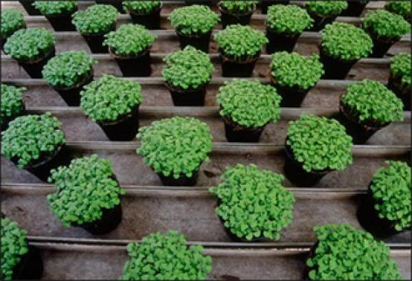 الوقاية و العلاج في النباتات