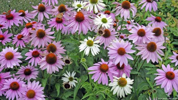 دراسة تجيب.. هل تعالج القنفذية مرض كورونا؟